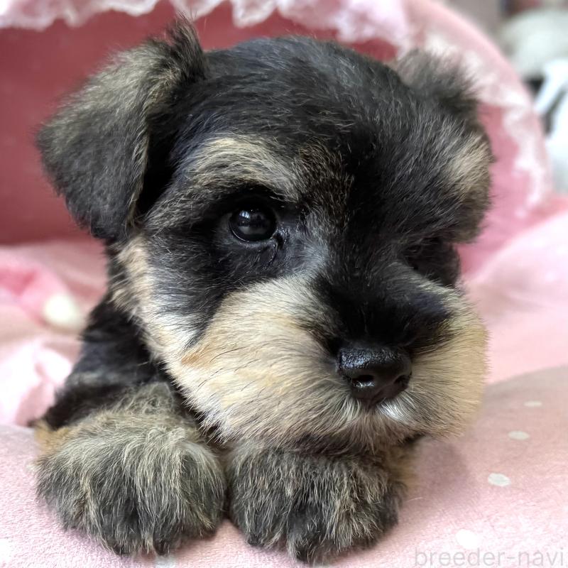 販売中の大阪府のミニチュアシュナウザー-452976の5枚目