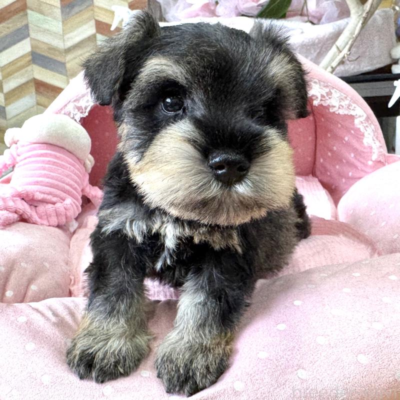 販売中の大阪府のミニチュアシュナウザー-452976の4枚目