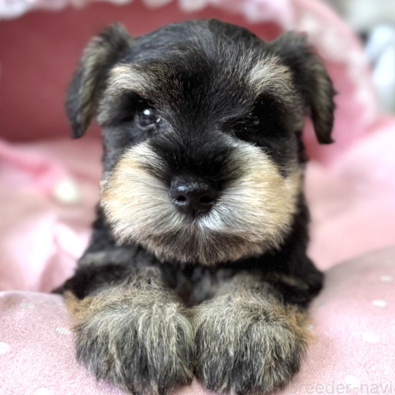 販売中の大阪府のミニチュアシュナウザー-452976の3枚目