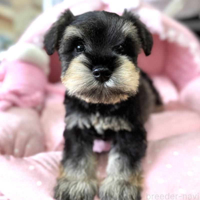 販売中の大阪府のミニチュアシュナウザー-452976の2枚目