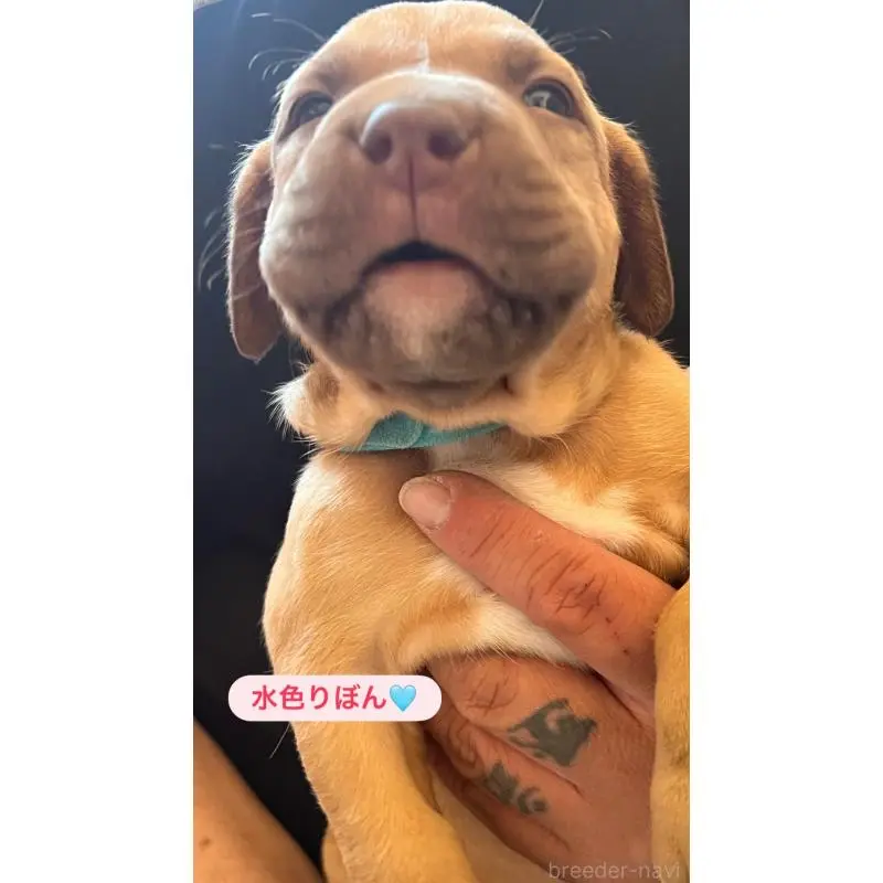 販売中の愛知県のアメリカンピットブルテリア-452975の2枚目