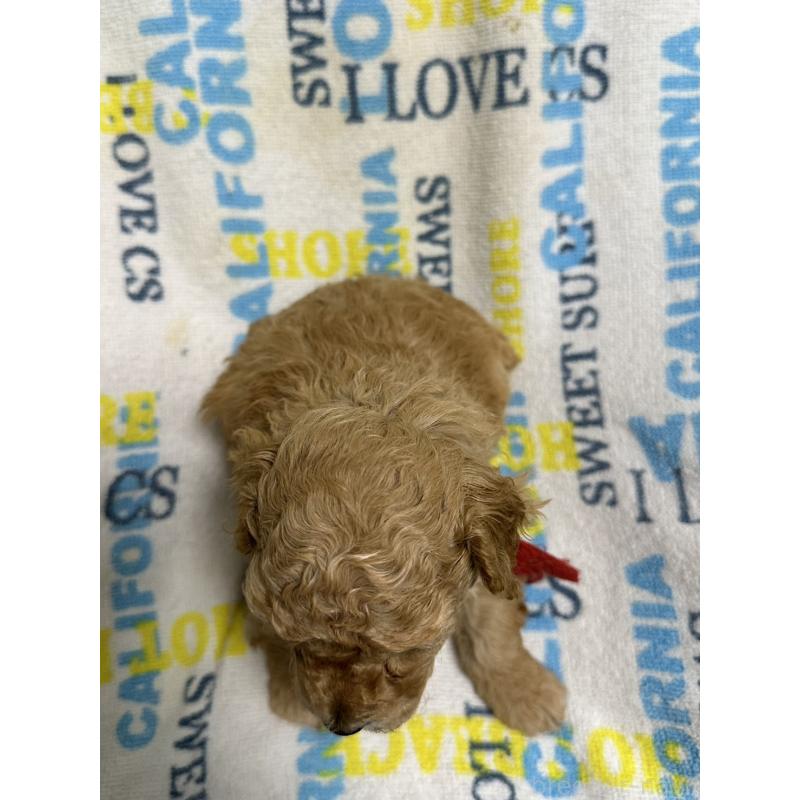 販売中の岡山県のトイプードル-452977の6枚目