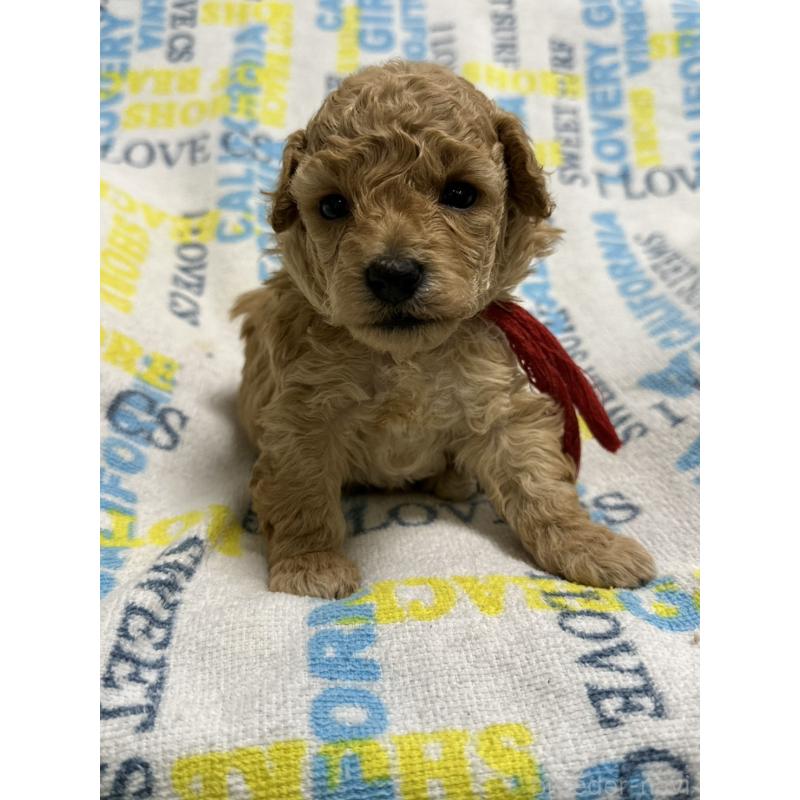 販売中の岡山県のトイプードル-452977の5枚目