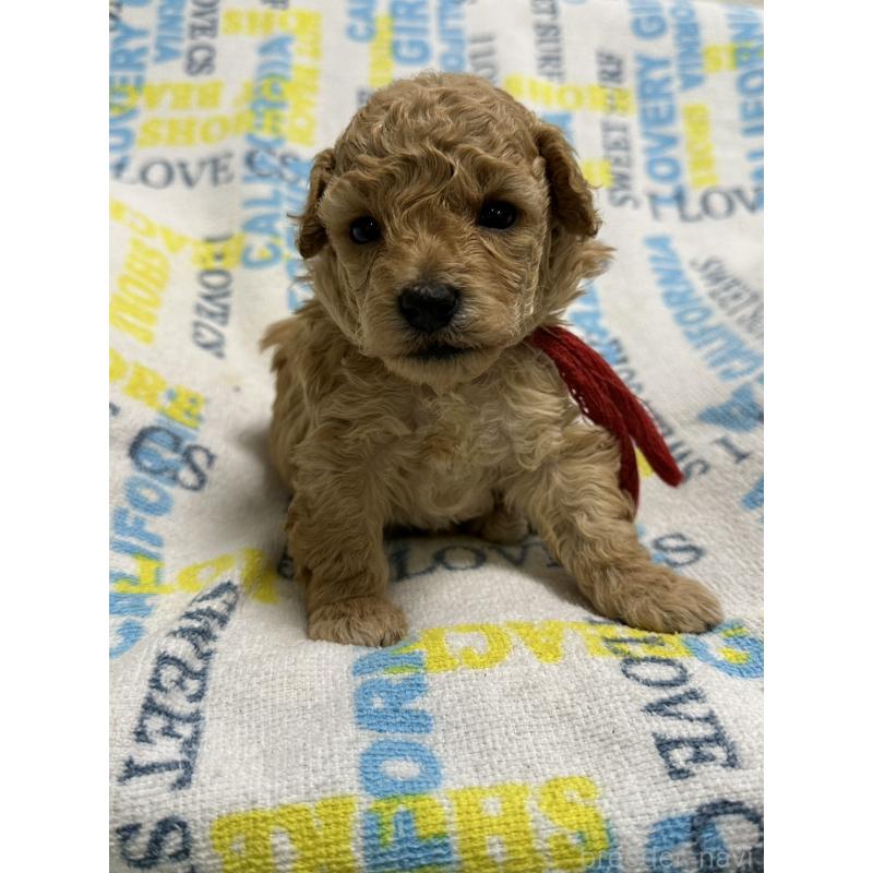 販売中の岡山県のトイプードル-452977の3枚目