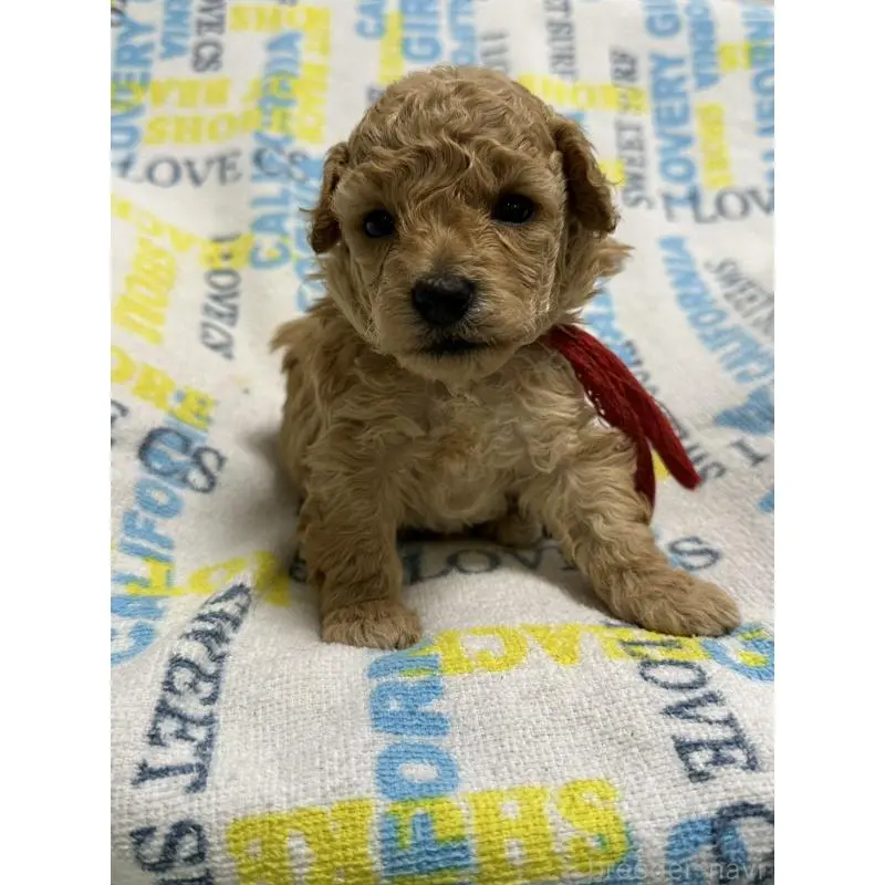 販売中の岡山県のトイプードル-452977の2枚目