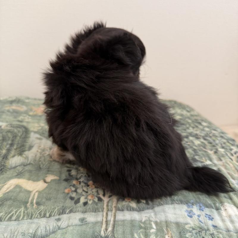 販売中の東京都のチワワ(ロングコート)-452978の8枚目