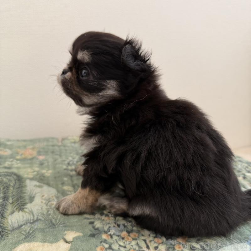 販売中の東京都のチワワ(ロングコート)-452978の7枚目