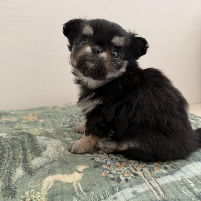 販売中の東京都のチワワ(ロングコート)-452978の6枚目