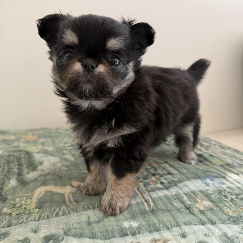 販売中の東京都のチワワ(ロングコート)-452978の5枚目