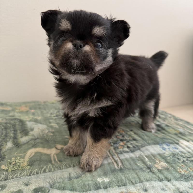 販売中の東京都のチワワ(ロングコート)-452978の4枚目