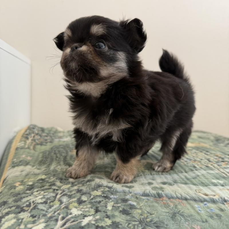 販売中の東京都のチワワ(ロングコート)-452978の3枚目