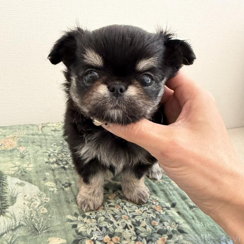 販売中の東京都のチワワ(ロングコート)-452978の2枚目