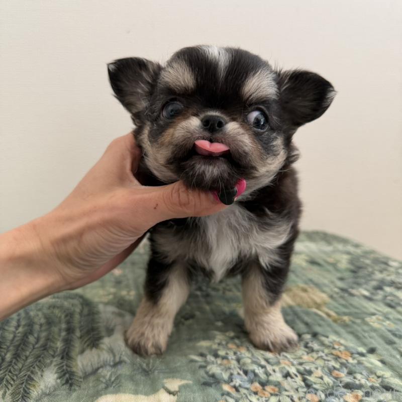 販売中の東京都のチワワ(ロングコート)-452979の8枚目