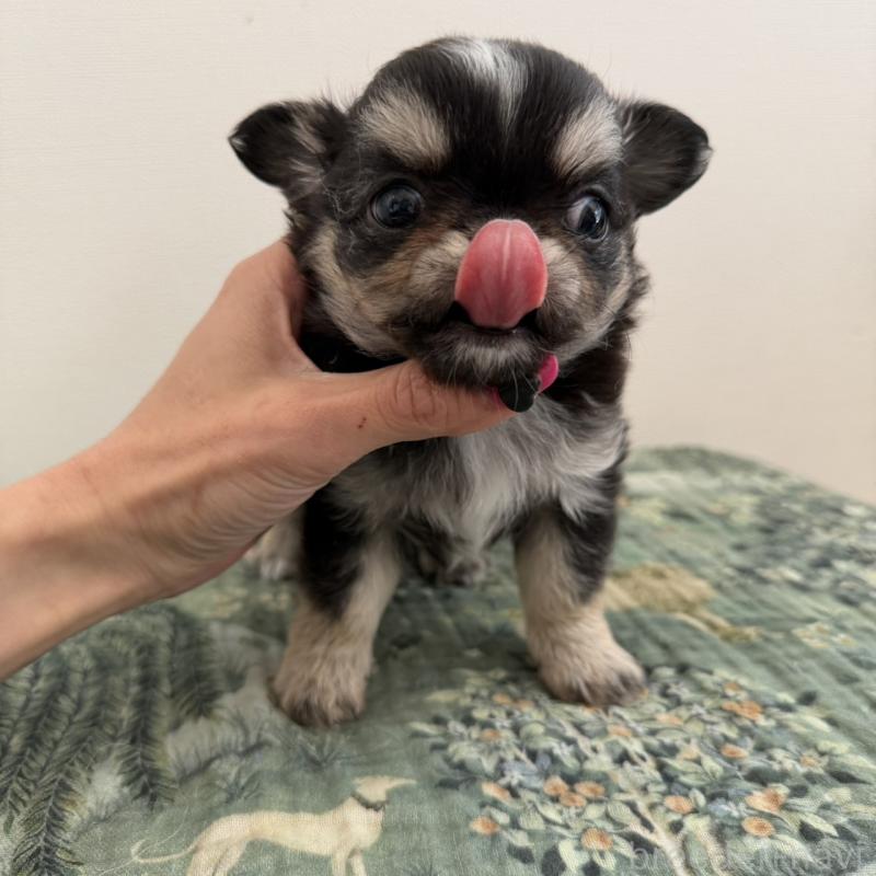 販売中の東京都のチワワ(ロングコート)-452979の7枚目