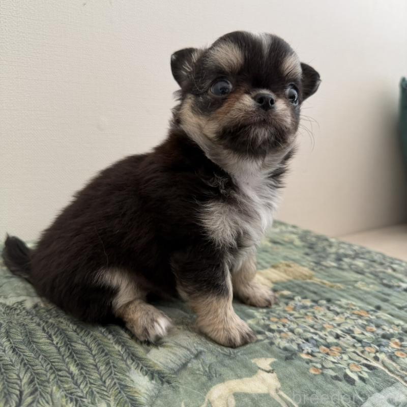 販売中の東京都のチワワ(ロングコート)-452979の5枚目