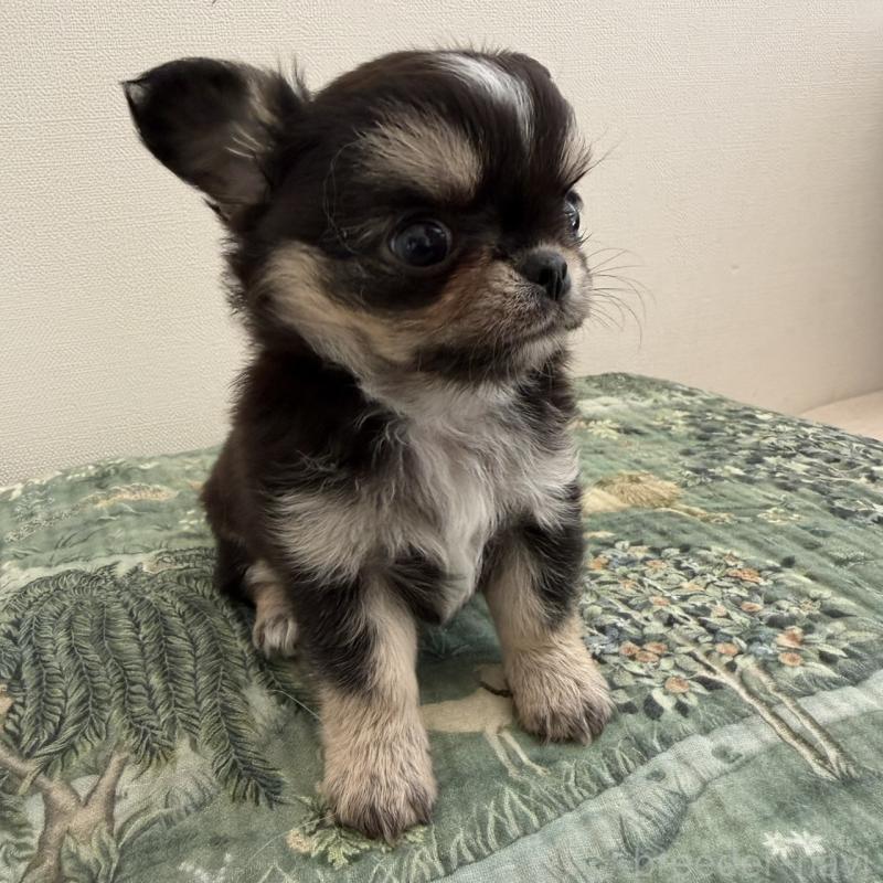 販売中の東京都のチワワ(ロングコート)-452979の4枚目