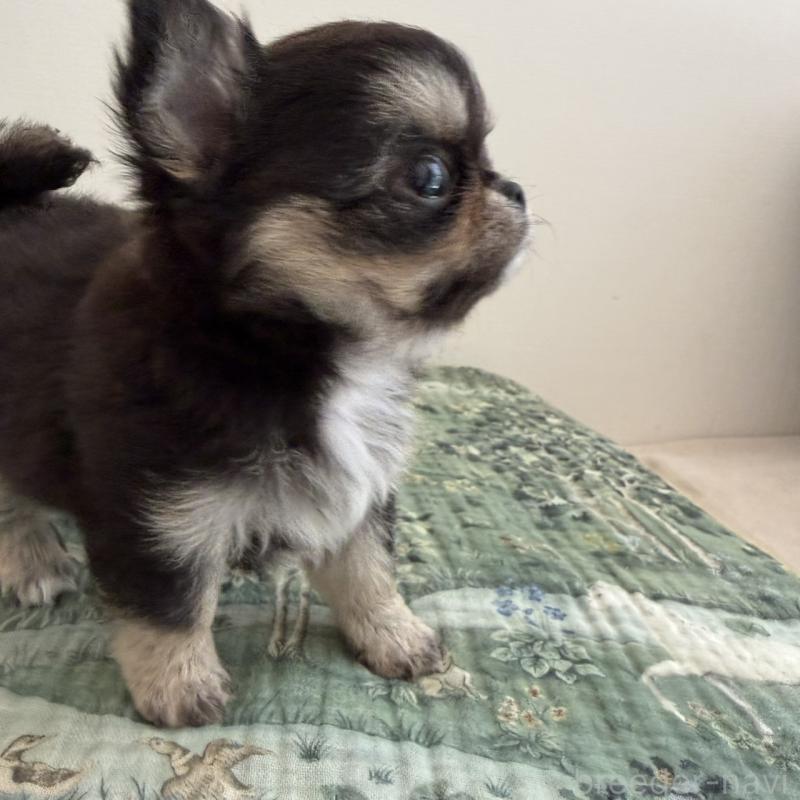 販売中の東京都のチワワ(ロングコート)-452979の3枚目