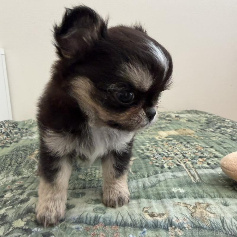 販売中の東京都のチワワ(ロングコート)-452979の2枚目