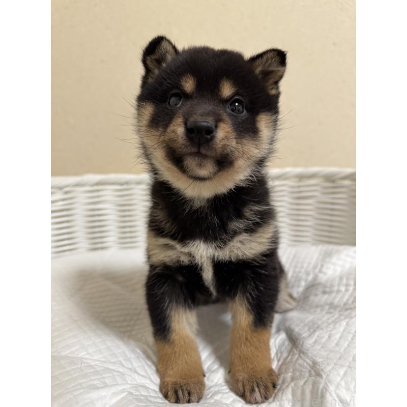 販売中の兵庫県の豆柴-452980の7枚目