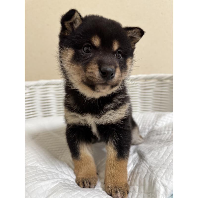 販売中の兵庫県の豆柴-452980の6枚目