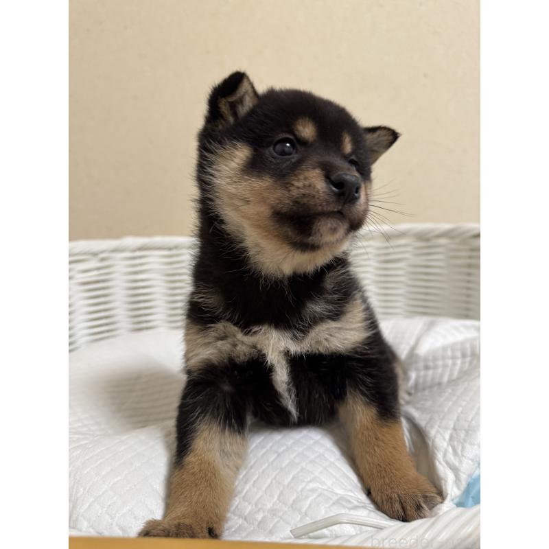 販売中の兵庫県の豆柴-452980の5枚目