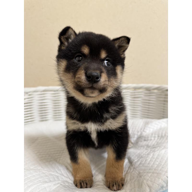 販売中の兵庫県の豆柴-452980の4枚目