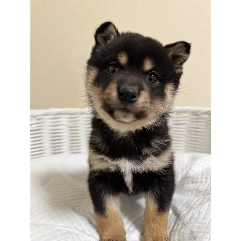 販売中の兵庫県の豆柴-452980の3枚目