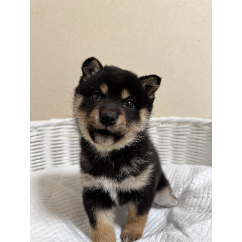 販売中の兵庫県の豆柴-452980の2枚目