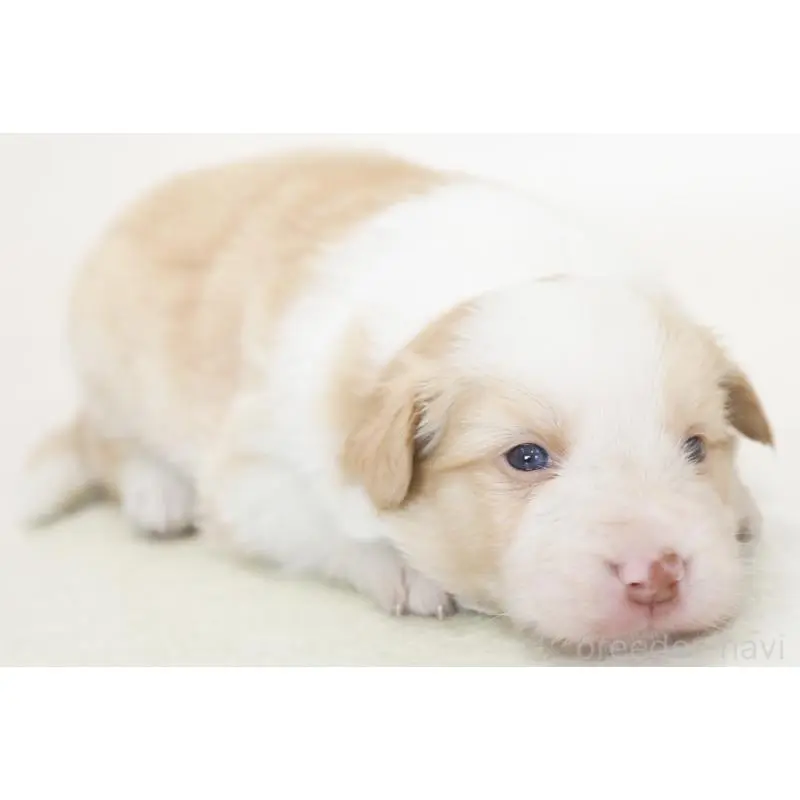 販売中の神奈川県のボーダーコリー-452966の5枚目