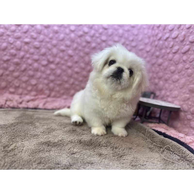 販売中の茨城県のペキニーズ-452981の13枚目