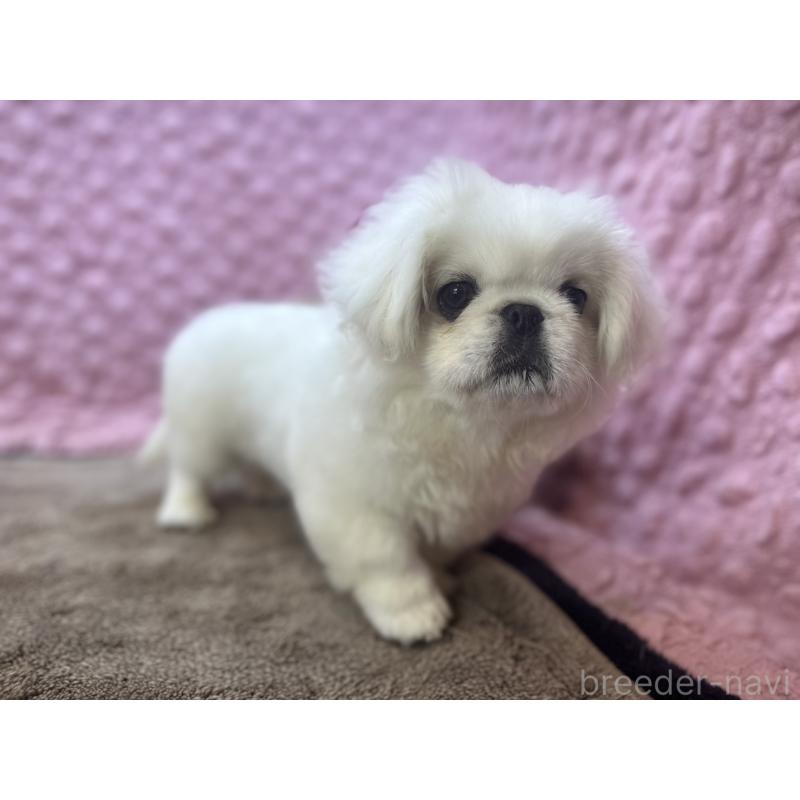 販売中の茨城県のペキニーズ-452981の12枚目