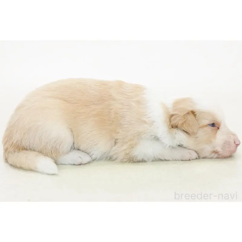 販売中の神奈川県のボーダーコリー-452966の3枚目