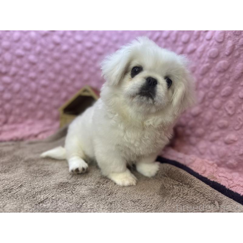 販売中の茨城県のペキニーズ-452981の10枚目