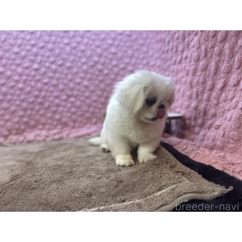販売中の茨城県のペキニーズ-452981の9枚目