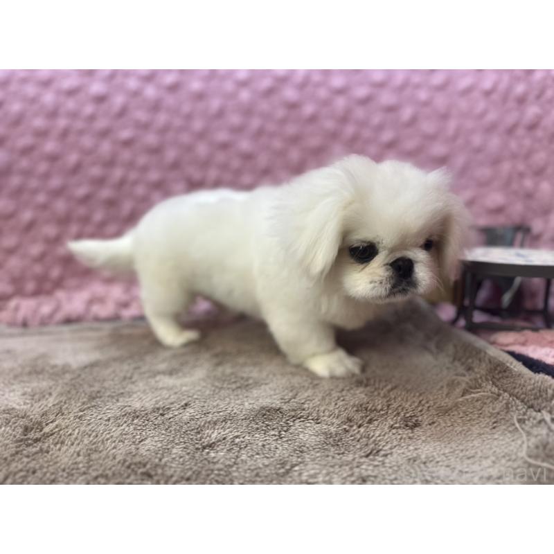 販売中の茨城県のペキニーズ-452981の8枚目