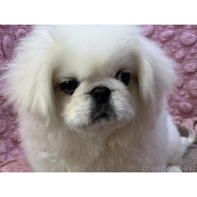 販売中の茨城県のペキニーズ-452981の6枚目