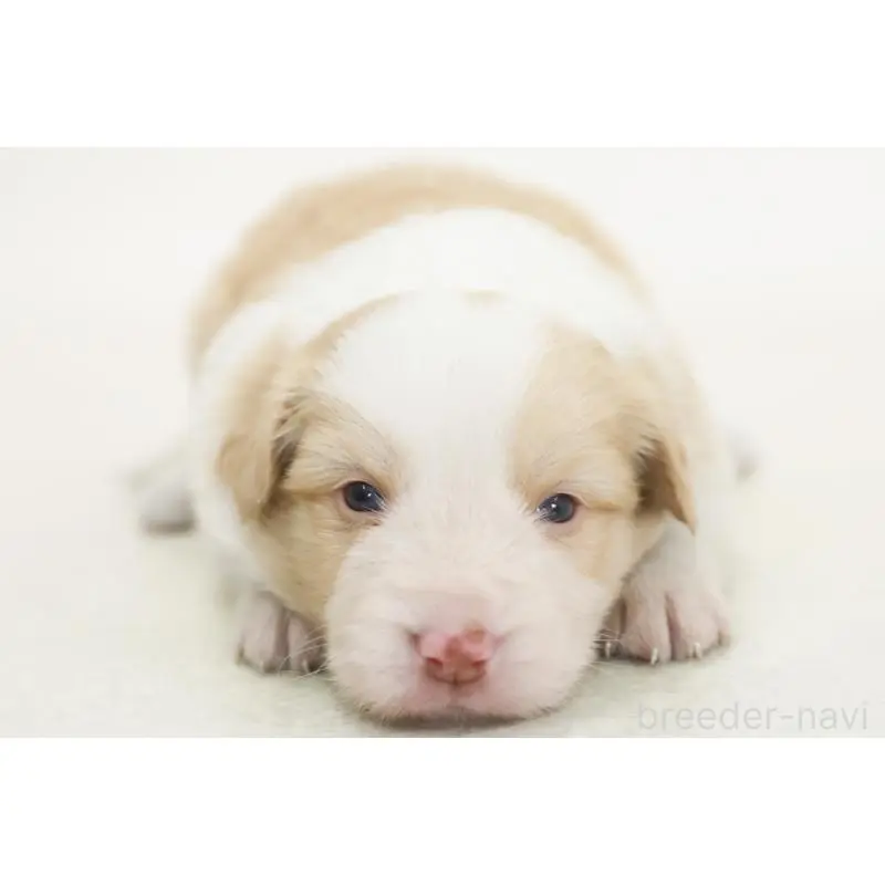 販売中の神奈川県のボーダーコリー-452966の2枚目