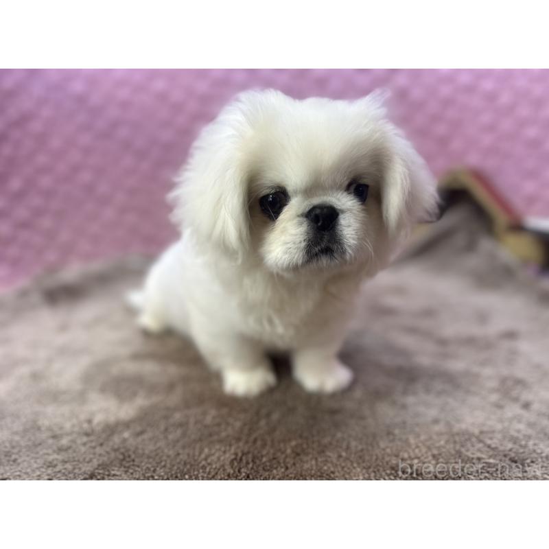 販売中の茨城県のペキニーズ-452981の5枚目