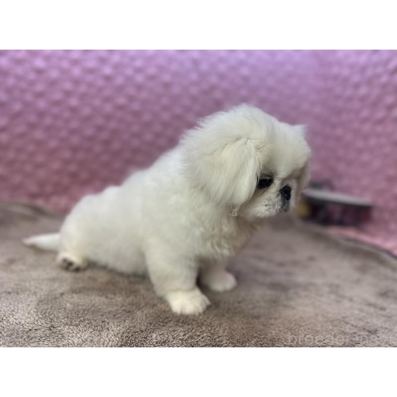 販売中の茨城県のペキニーズ-452981の4枚目