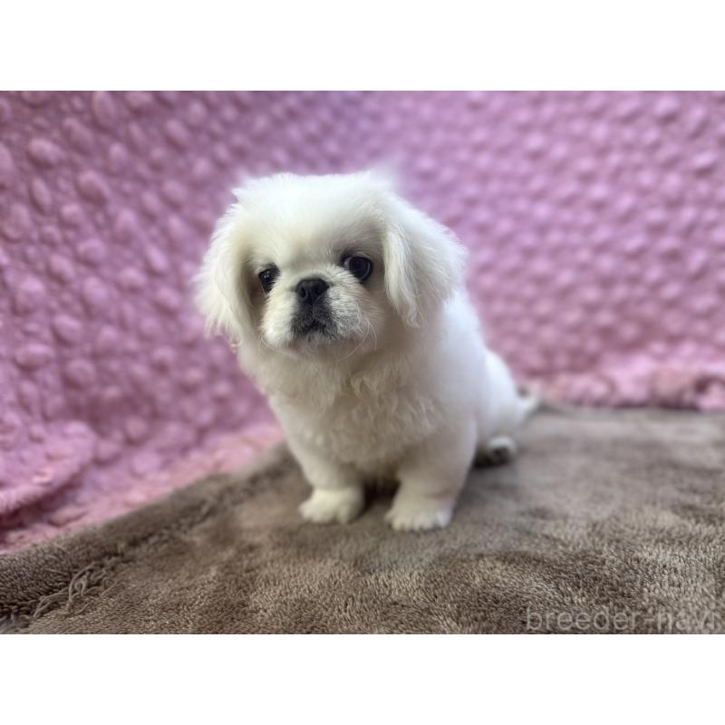 販売中の茨城県のペキニーズ-452981の3枚目