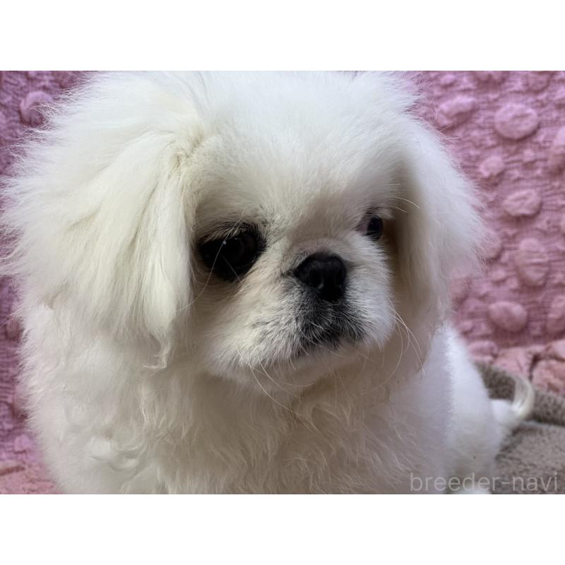 販売中の茨城県のペキニーズ-452981の2枚目