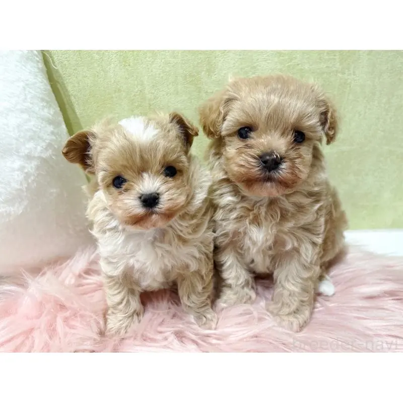 販売中の東京都のマルプー:マルチーズ×トイプードル-452984の5枚目