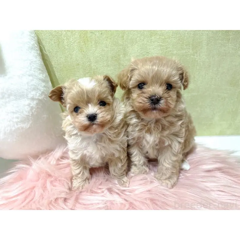 販売中の東京都のマルプー:マルチーズ×トイプードル-452984の4枚目