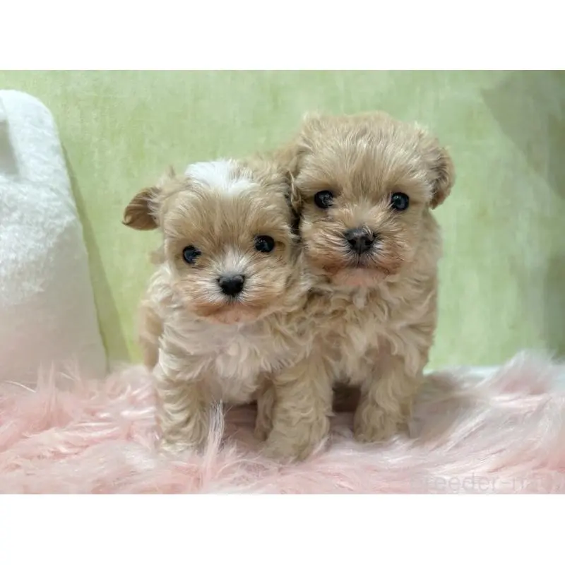 販売中の東京都のマルプー:マルチーズ×トイプードル-452984の2枚目