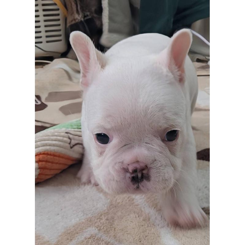 販売中の愛媛県のフレンチブルドッグ-452983の8枚目