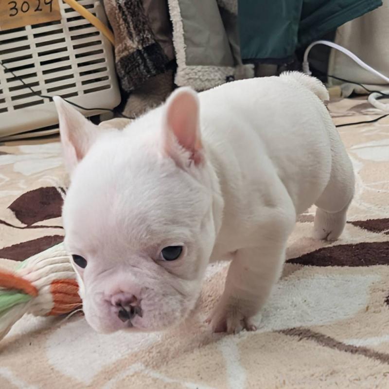 販売中の愛媛県のフレンチブルドッグ-452983の7枚目