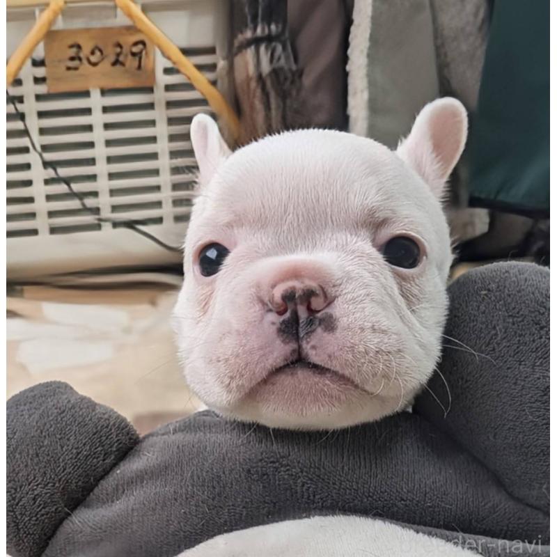 販売中の愛媛県のフレンチブルドッグ-452983の6枚目