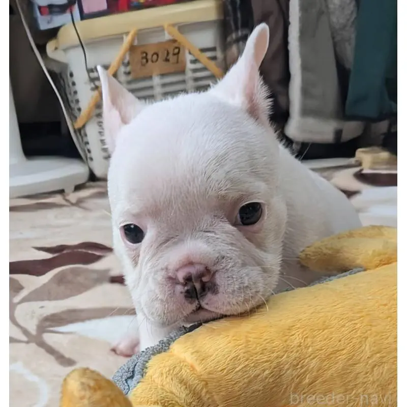 販売中の愛媛県のフレンチブルドッグ-452983の5枚目