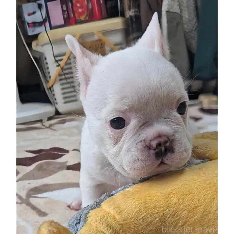 販売中の愛媛県のフレンチブルドッグ-452983の4枚目