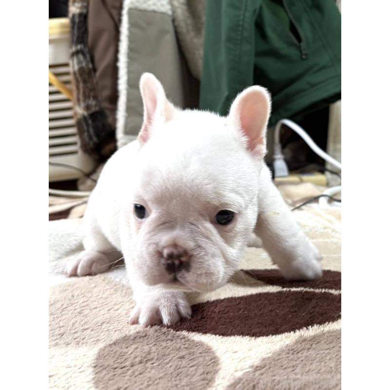 販売中の愛媛県のフレンチブルドッグ-452983の3枚目